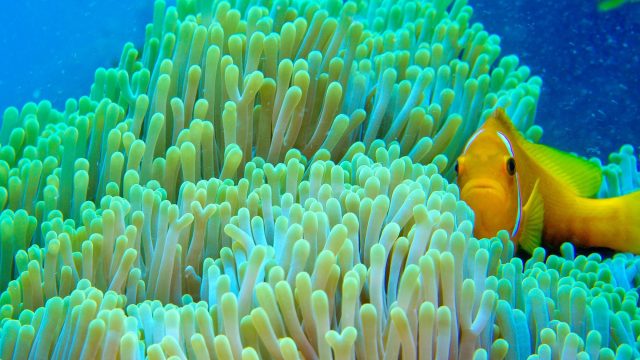 Anemonefish Coral Reef, South Male Atoll, Maldives