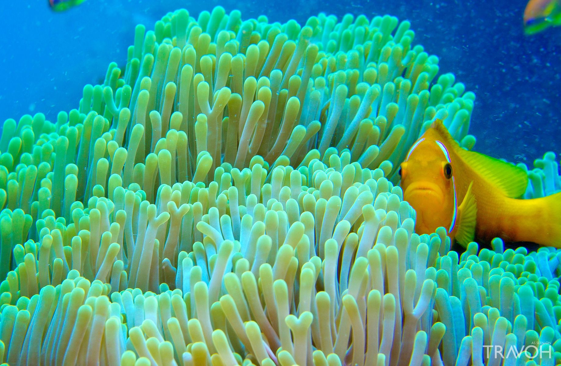 Anemonefish Coral Reef, South Male Atoll, Maldives