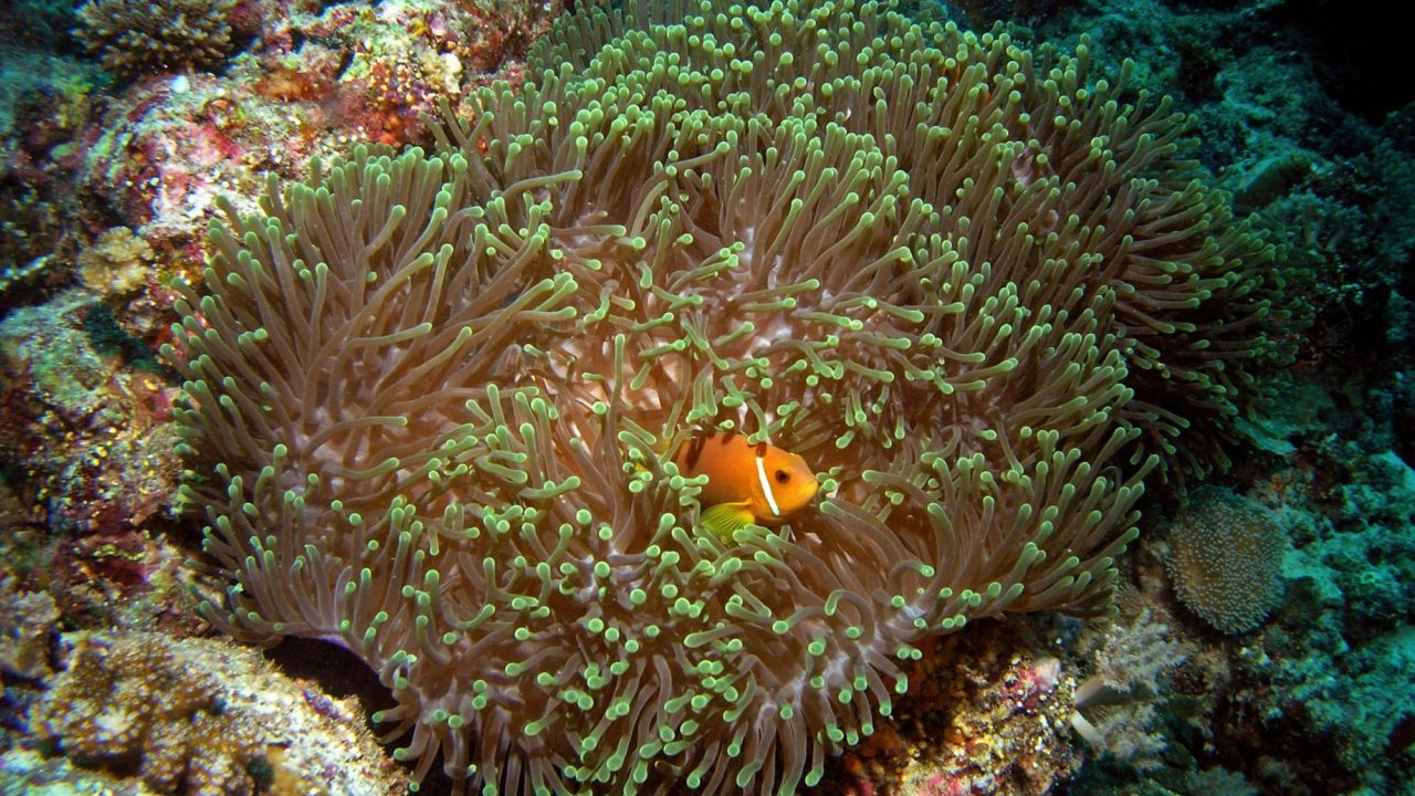 Anemonefish, Maldivian Clownfish in Arabian sea, Baa Atoll, Maldives