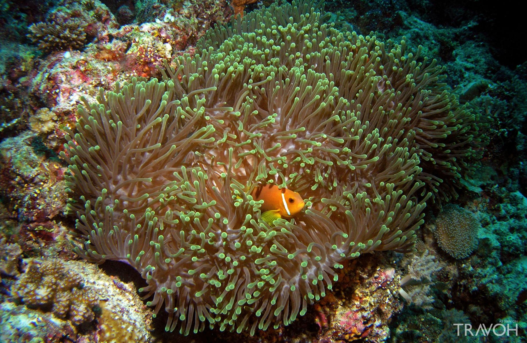Anemonefish, Maldivian Clownfish in Arabian sea, Baa Atoll, Maldives