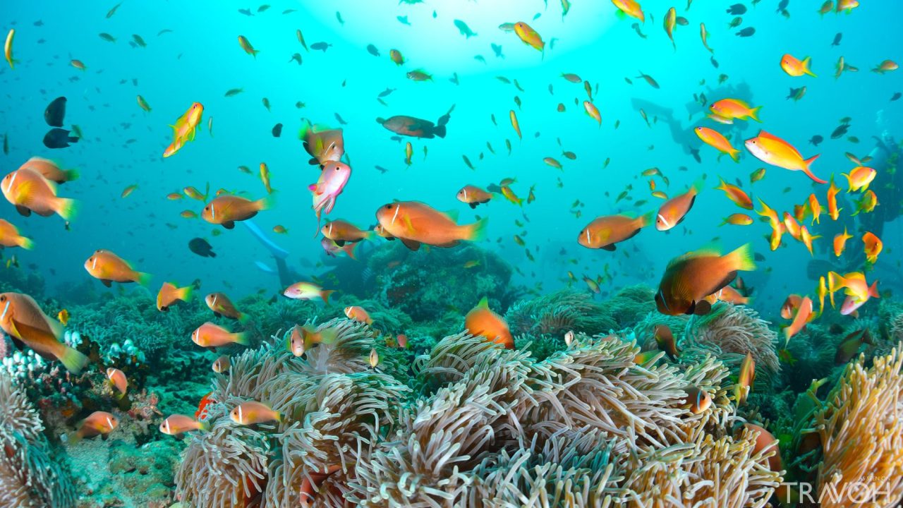 Maldives anemone fish in the Indian Ocean