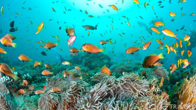 Maldives anemone fish in the Indian Ocean