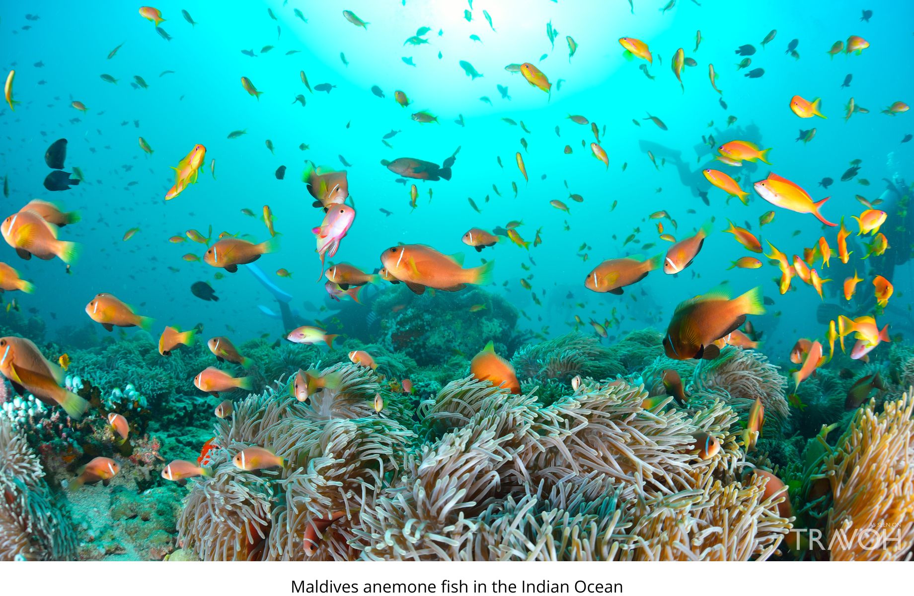 Maldives anemone fish in the Indian Ocean