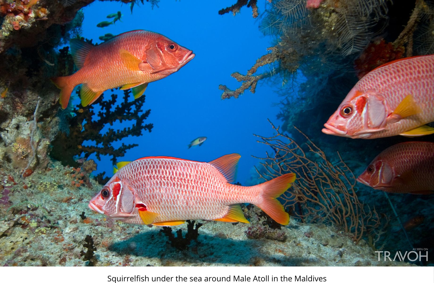 Squirrelfish under the sea around Male Atoll in the Maldives