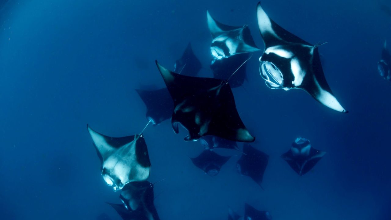 View Of A School Of Manta Rays, In Baa Atoll, Madives