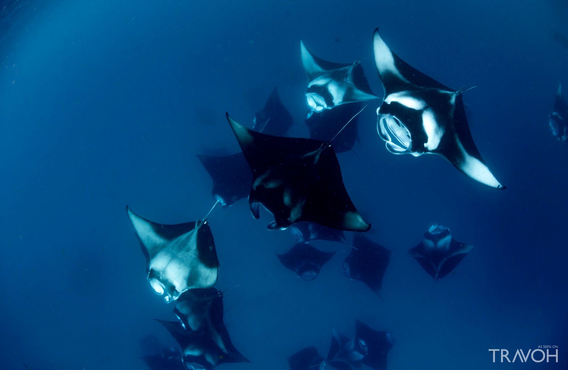 View Of A School Of Manta Rays, In Baa Atoll, Madives