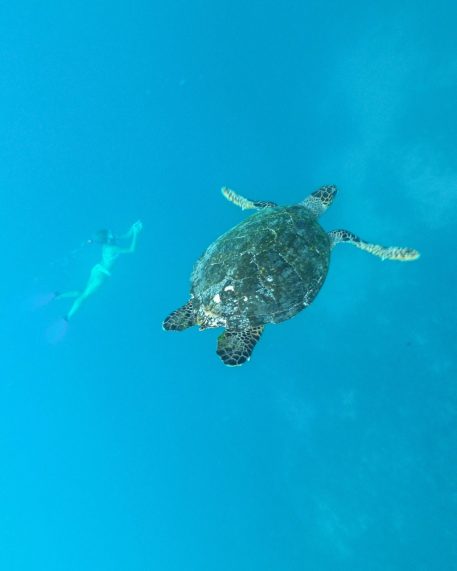 Anantara Veli Maldives Resort - South Male Atoll, Maldives - Snorkelling with Turtles