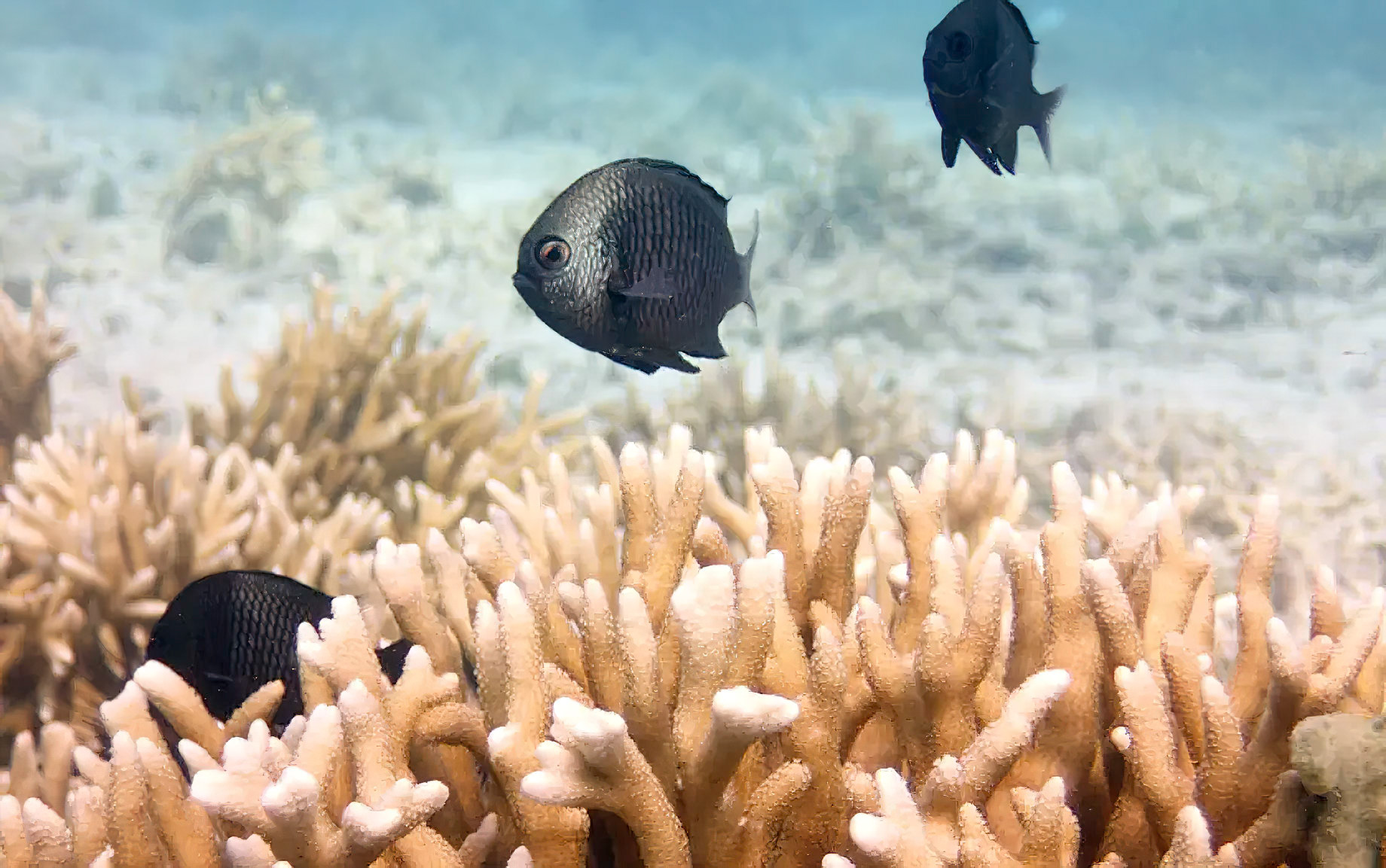 Anantara Veli Maldives Resort – South Male Atoll, Maldives – Scuba Diving