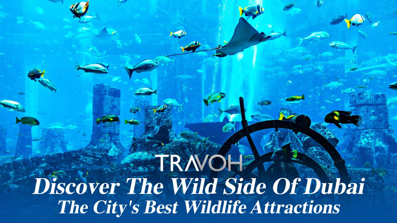 Discover The Wild Side Of Dubai: The City's Best Wildlife Attractions