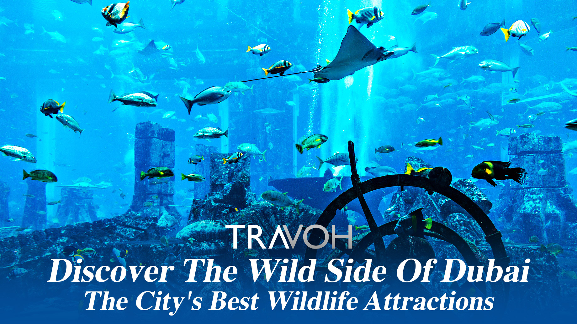 Discover The Wild Side Of Dubai: The City's Best Wildlife Attractions
