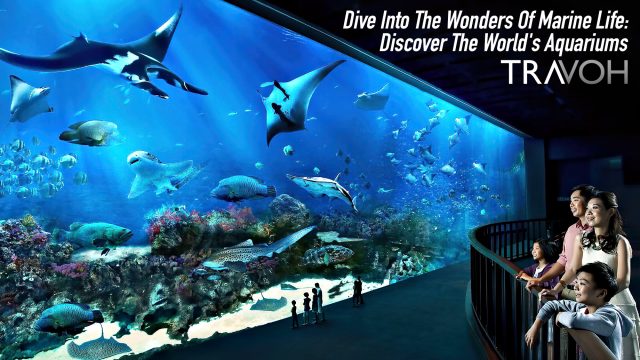 Dive Into The Wonders Of Marine Life: Discover The World's Aquariums