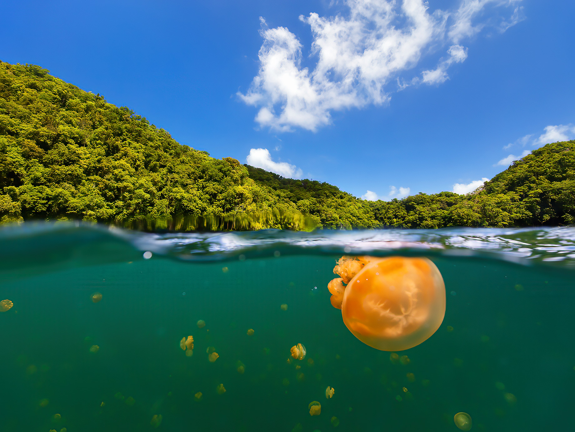 Half Submerged In Jellyfish Lake