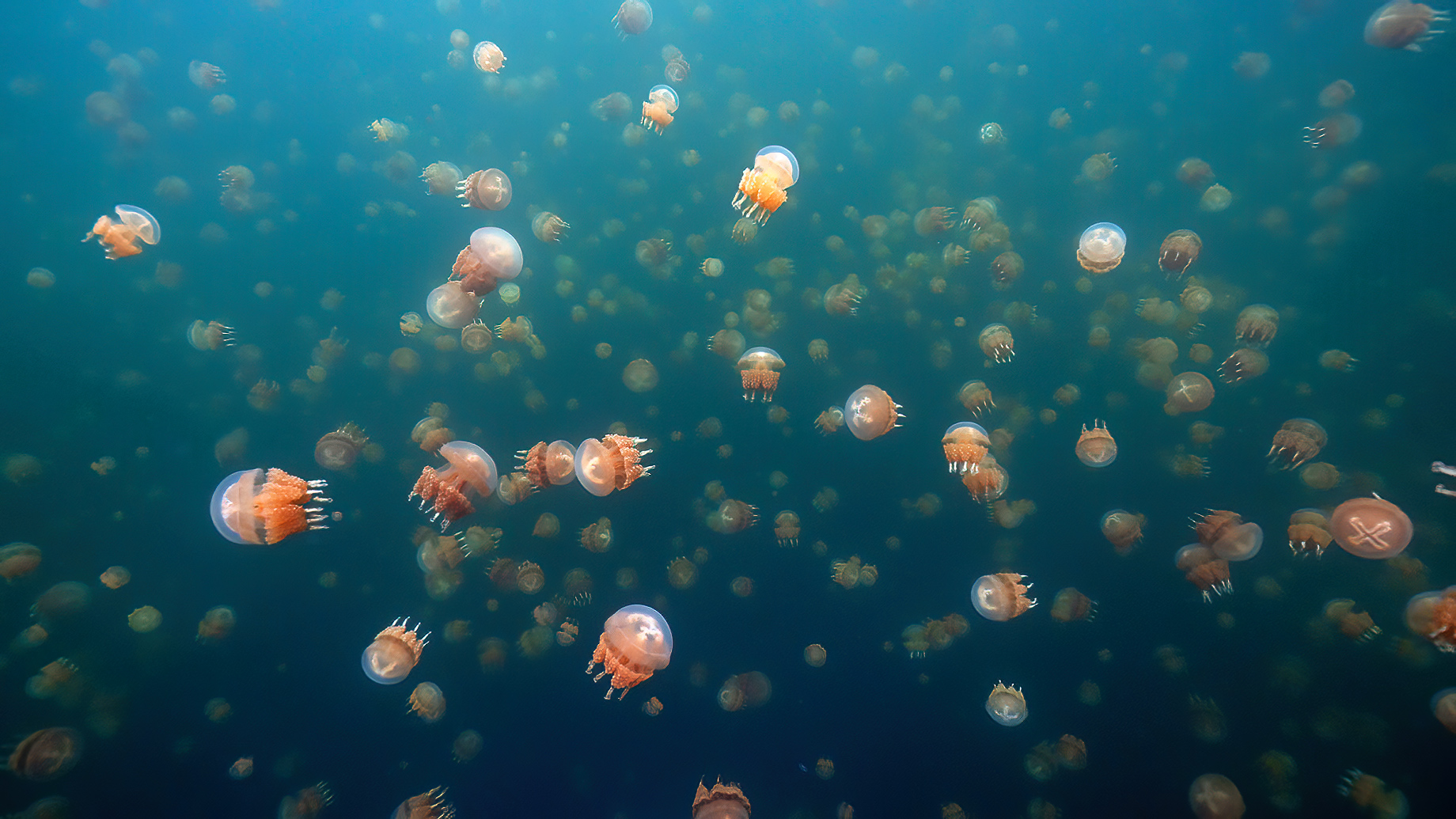 Millions of Golden and Moon Jellyfish In Jellyfish Lake, Palau