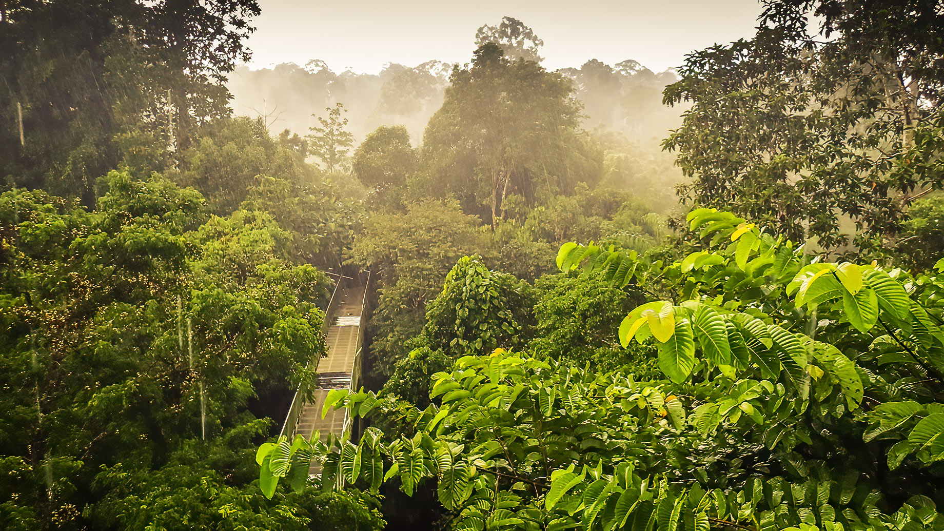 Rainforest View From The Canopy Walk Tower In Sepilok, Borneo
