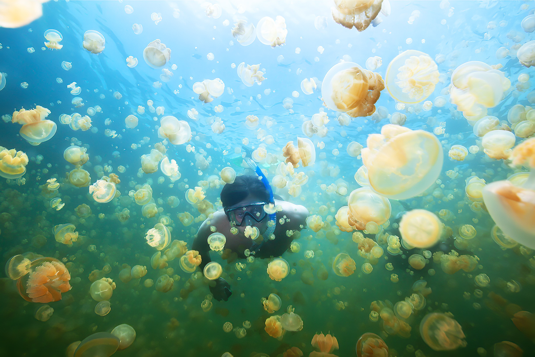 Snorkeling In Jellyfish Lake, Palau