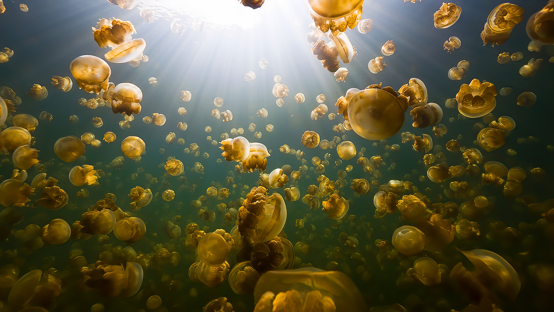 Sunrays Reflecting In Jellyfish Lake, Palau