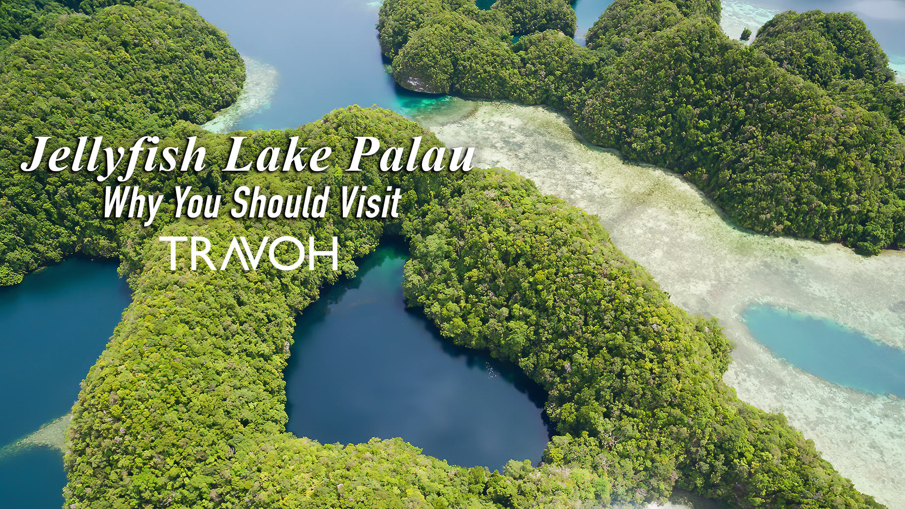Why You Should Visit Jellyfish Lake In Palau