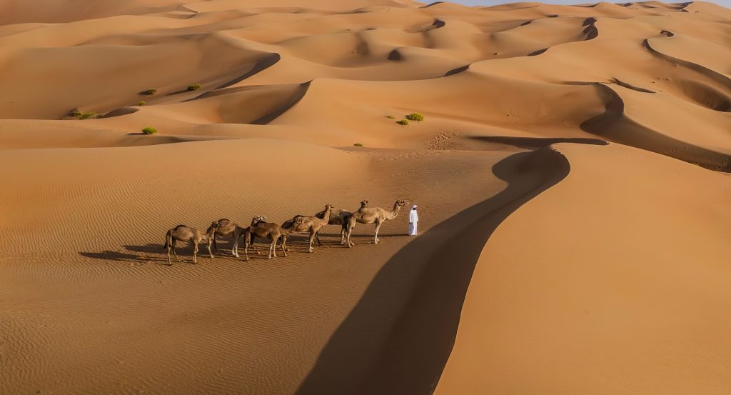 Qasr Al Sarab Desert Resort by Anantara - Abu Dhabi - United Arab Emirates - Camel Riding