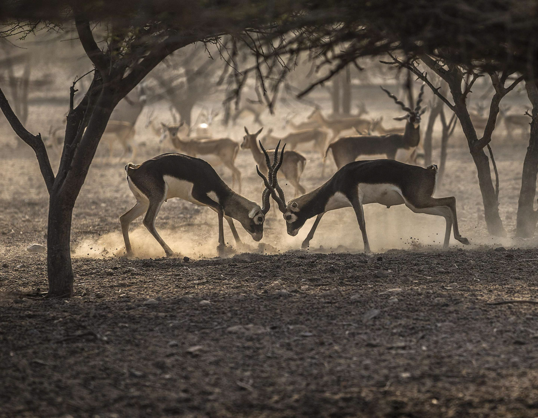 Desert Islands Resort & Spa by Anantara - Abu Dhabi - United Arab Emirates - Arabian Wildlife Park