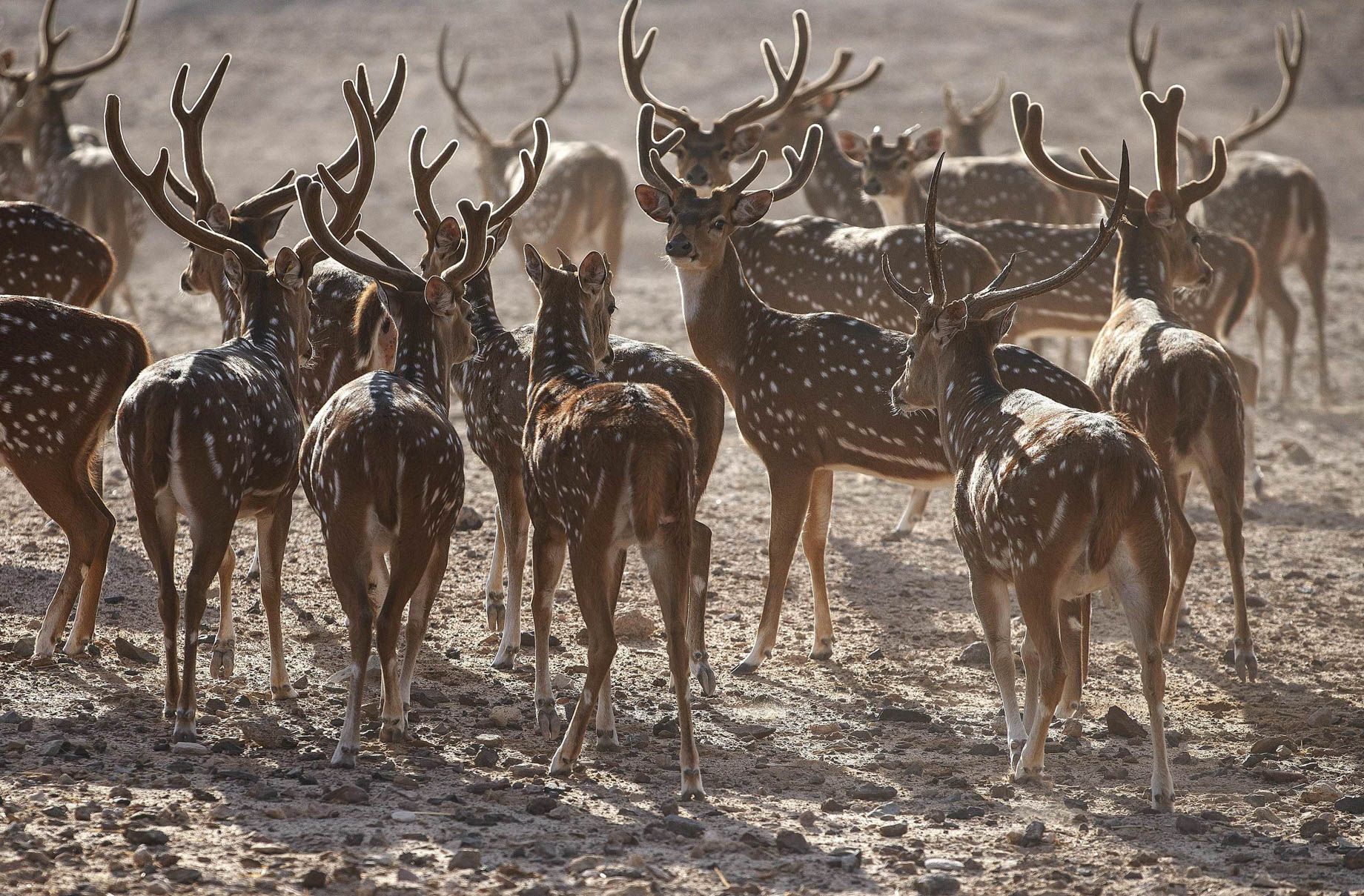 Desert Islands Resort & Spa by Anantara - Abu Dhabi - United Arab Emirates - Arabian Wildlife Park