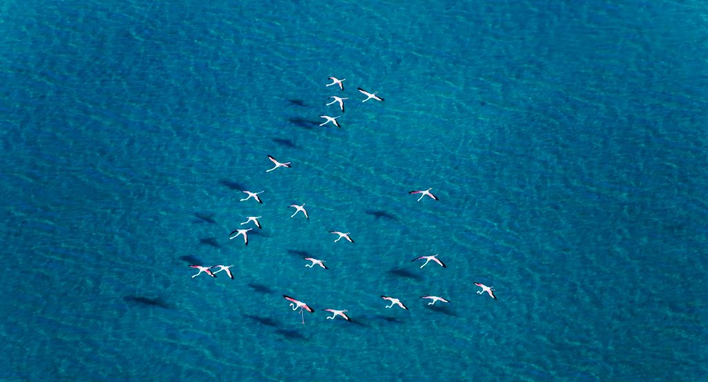 Desert Islands Resort & Spa by Anantara - Abu Dhabi - United Arab Emirates - Flamingos