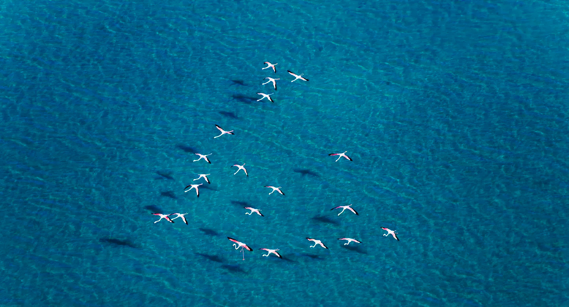 Desert Islands Resort & Spa by Anantara – Abu Dhabi – United Arab Emirates – Flamingos