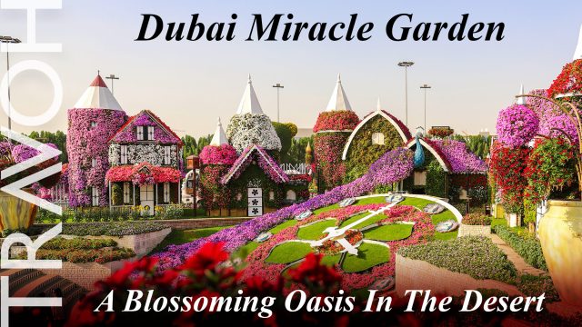 Dubai Miracle Garden: A Blossoming Oasis In The Desert