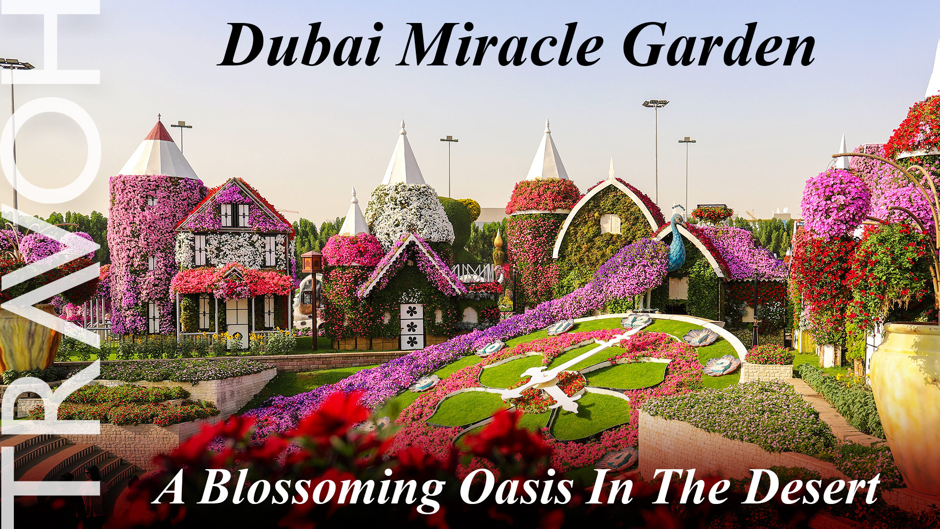 Dubai Miracle Garden: A Blossoming Oasis In The Desert