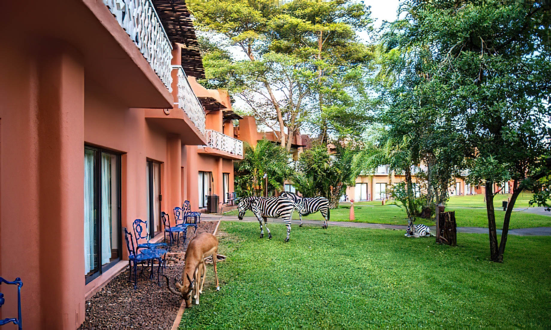 Avani Victoria Falls Resort - Livingstone, Zambia - Zebra