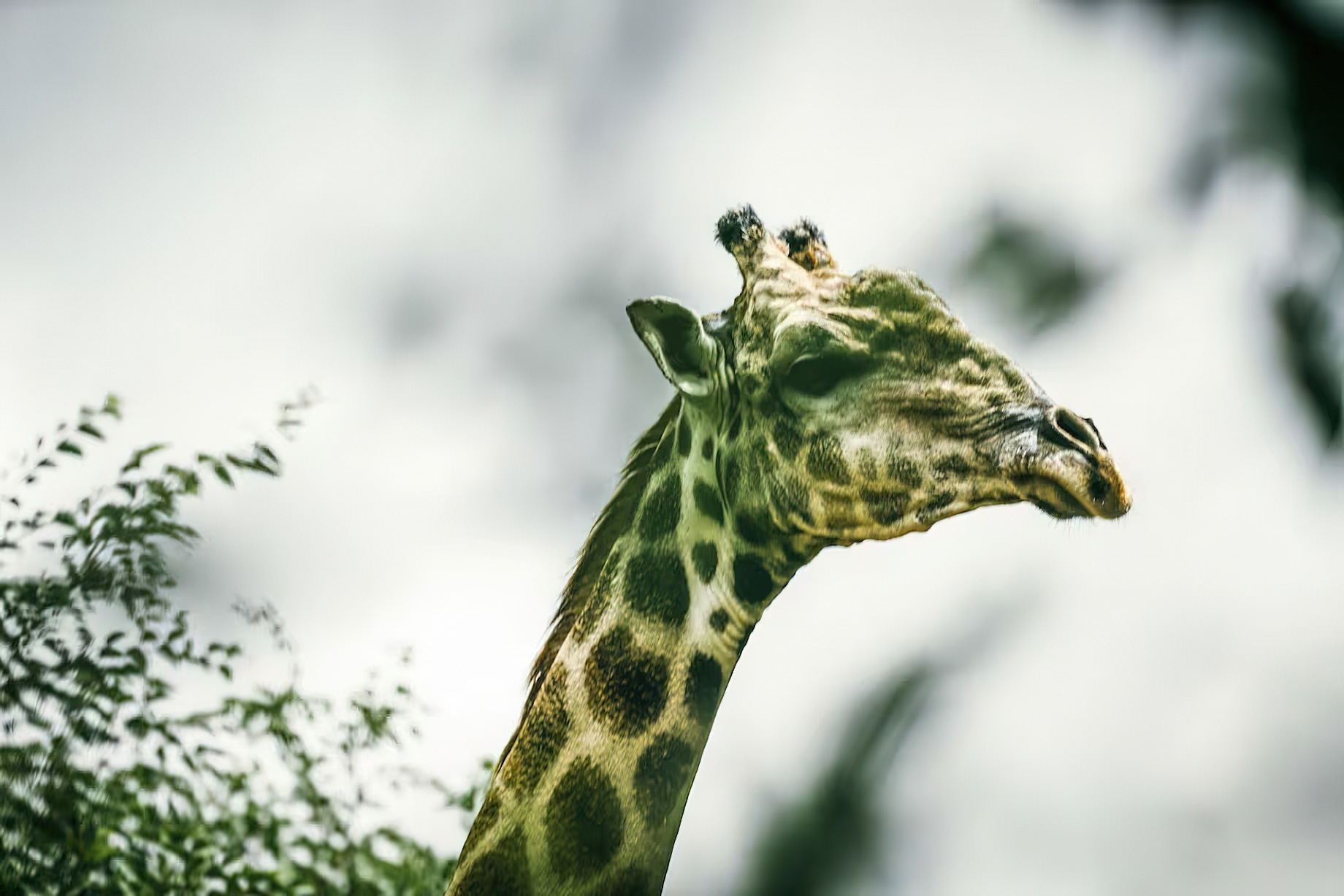 Avani Victoria Falls Resort - Livingstone, Zambia - Giraffe