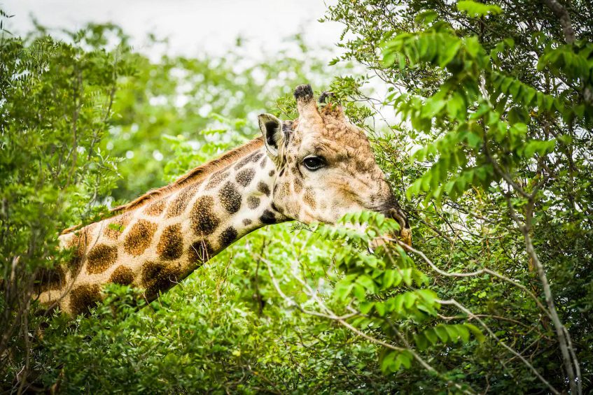 Avani Victoria Falls Resort - Livingstone, Zambia - Giraffe