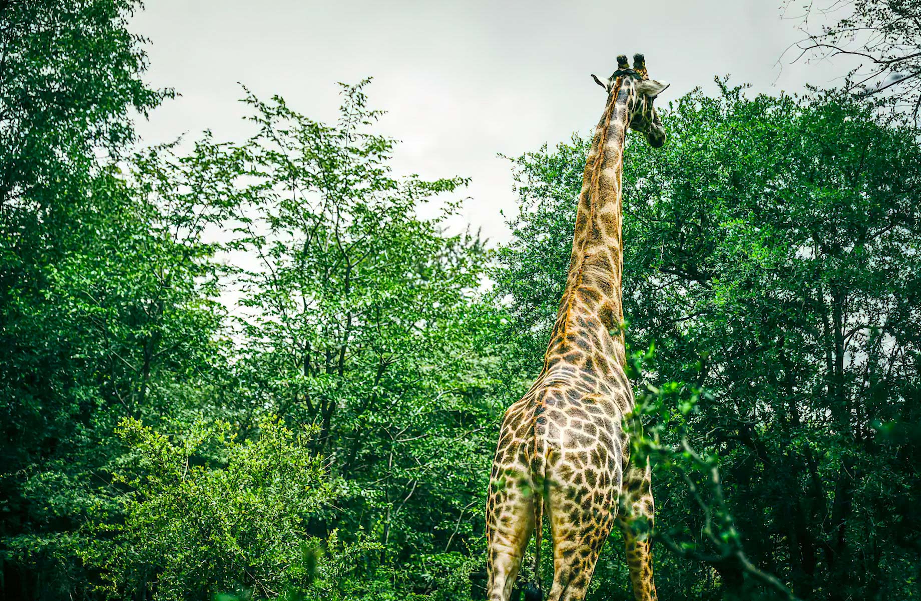 Avani Victoria Falls Resort – Livingstone, Zambia – Giraffe