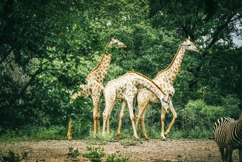 Avani Victoria Falls Resort - Livingstone, Zambia - Giraffe