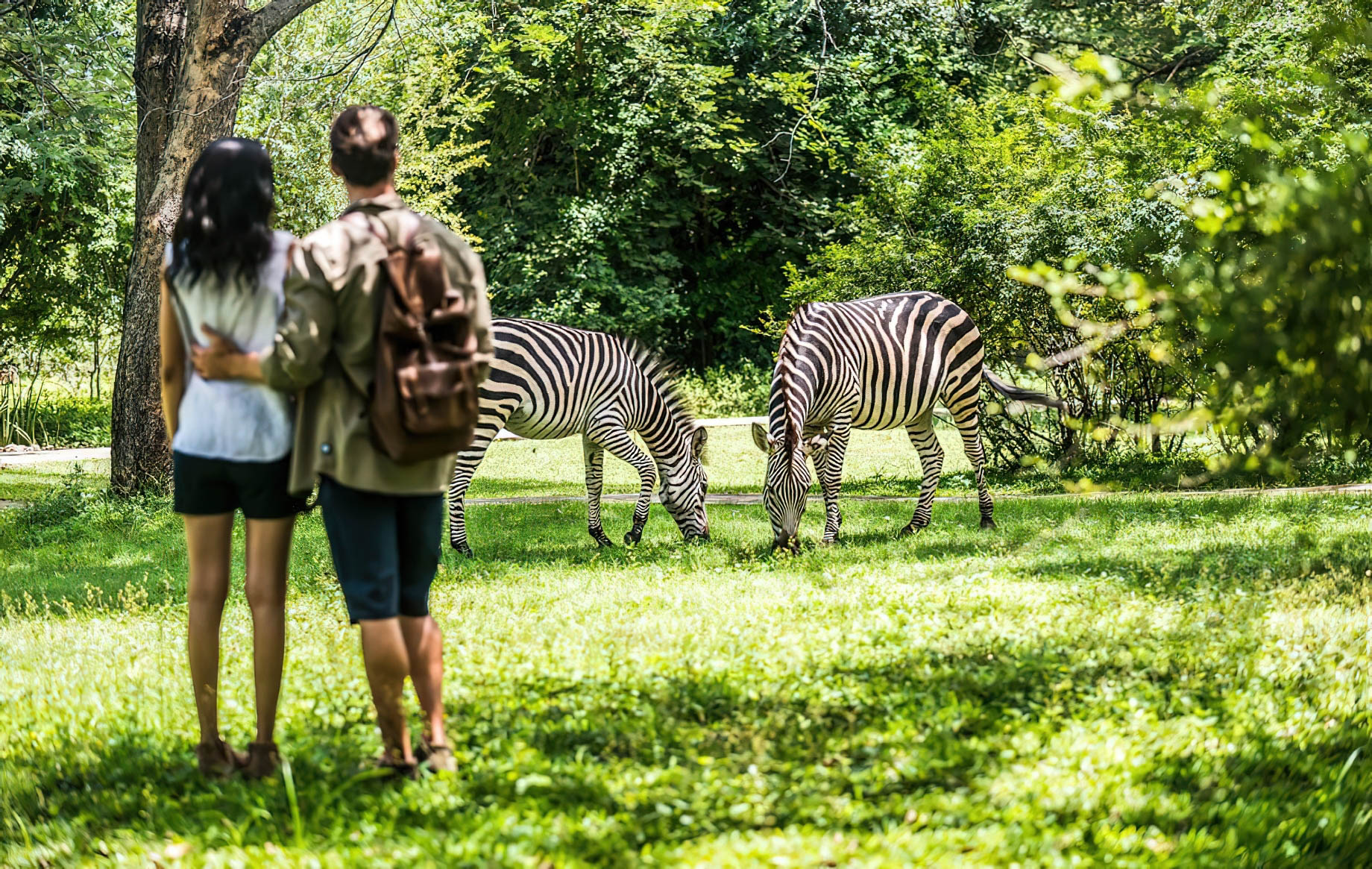 Avani Victoria Falls Resort - Livingstone, Zambia - Zebra