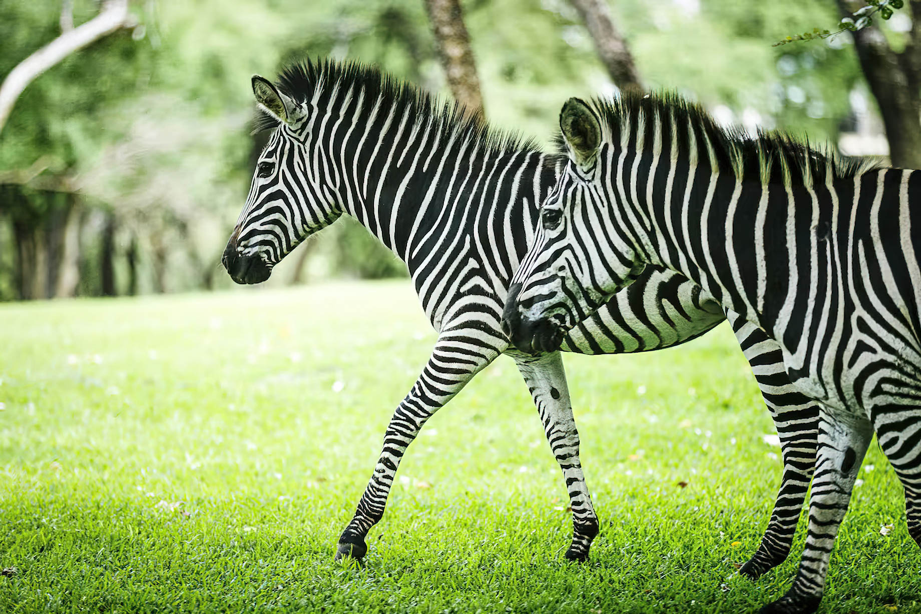 Avani Victoria Falls Resort – Livingstone, Zambia – Zebra