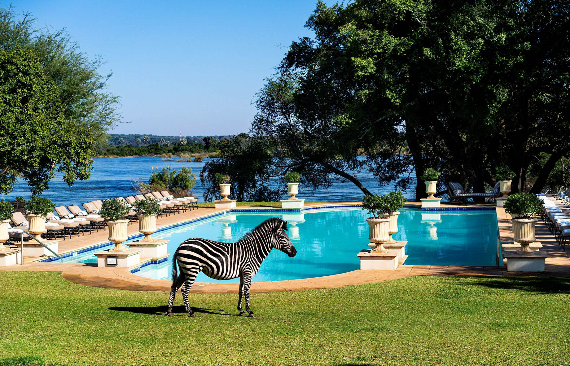 Royal Livingstone Victoria Falls Hotel by Anantara – Zambia – Zebra at Resort Pool