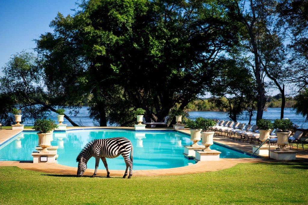 Royal Livingstone Victoria Falls Hotel by Anantara - Zambia - Zebra at Resort Pool