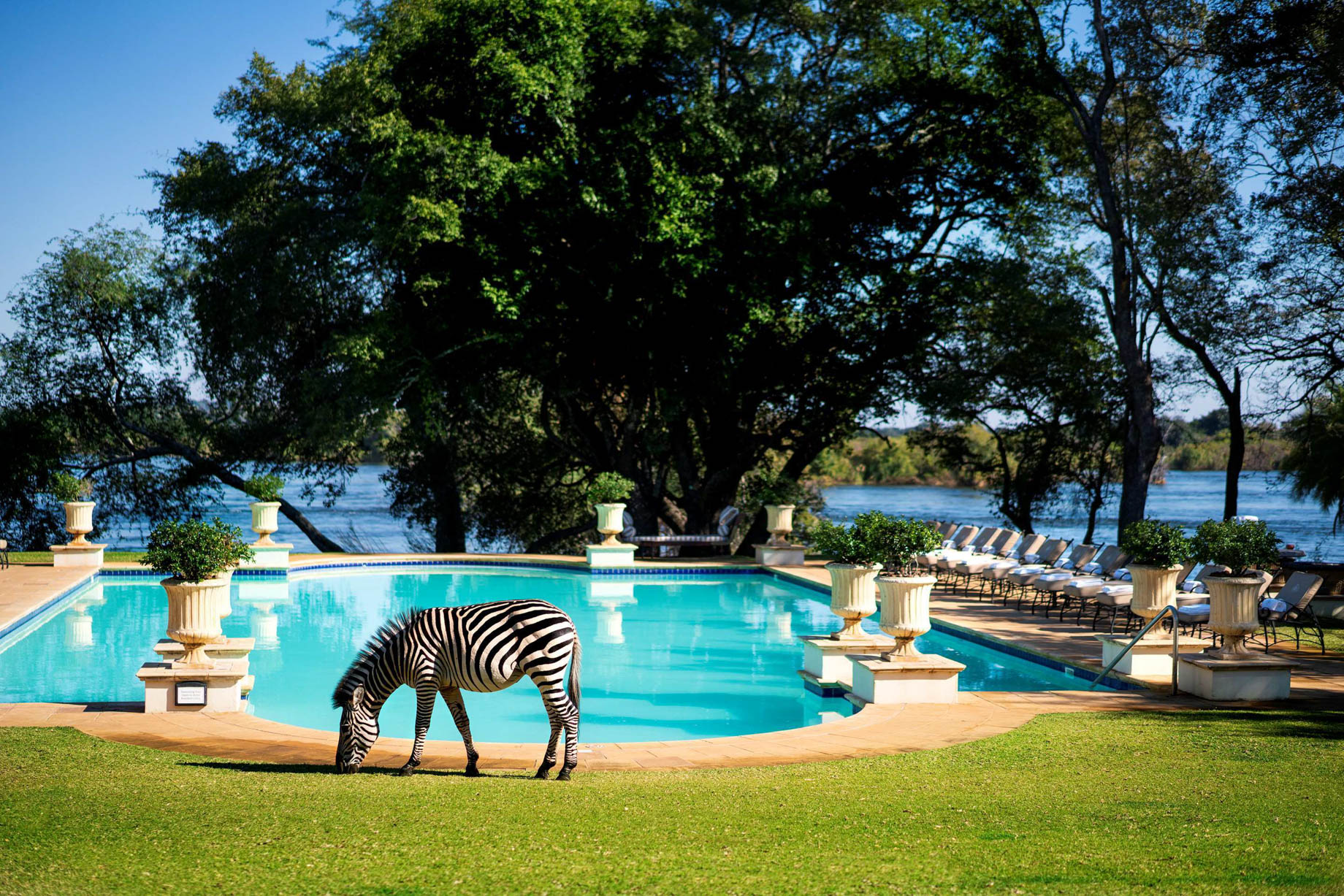 Royal Livingstone Victoria Falls Hotel by Anantara – Zambia – Zebra at Resort Pool