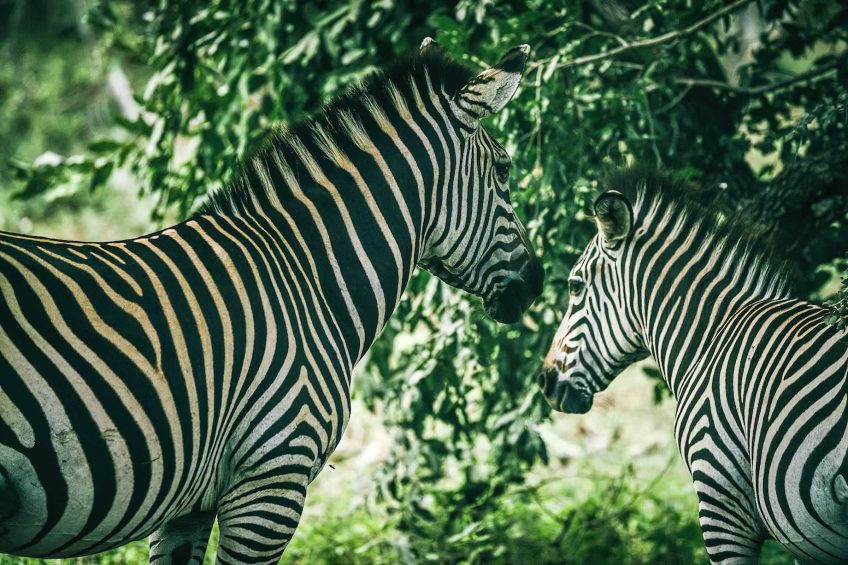 Avani Victoria Falls Resort - Livingstone, Zambia - Zebra