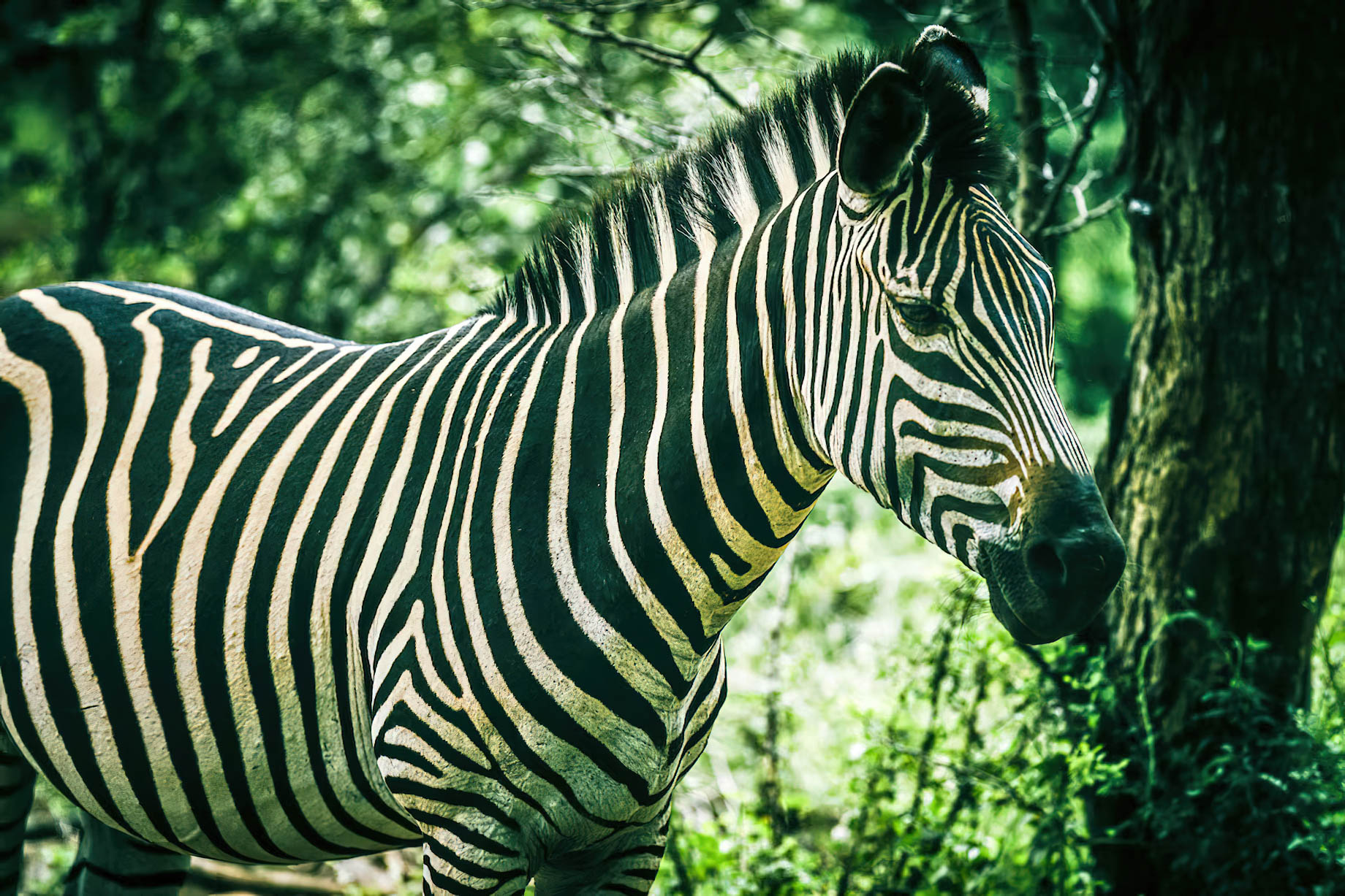 Avani Victoria Falls Resort – Livingstone, Zambia – Zebra