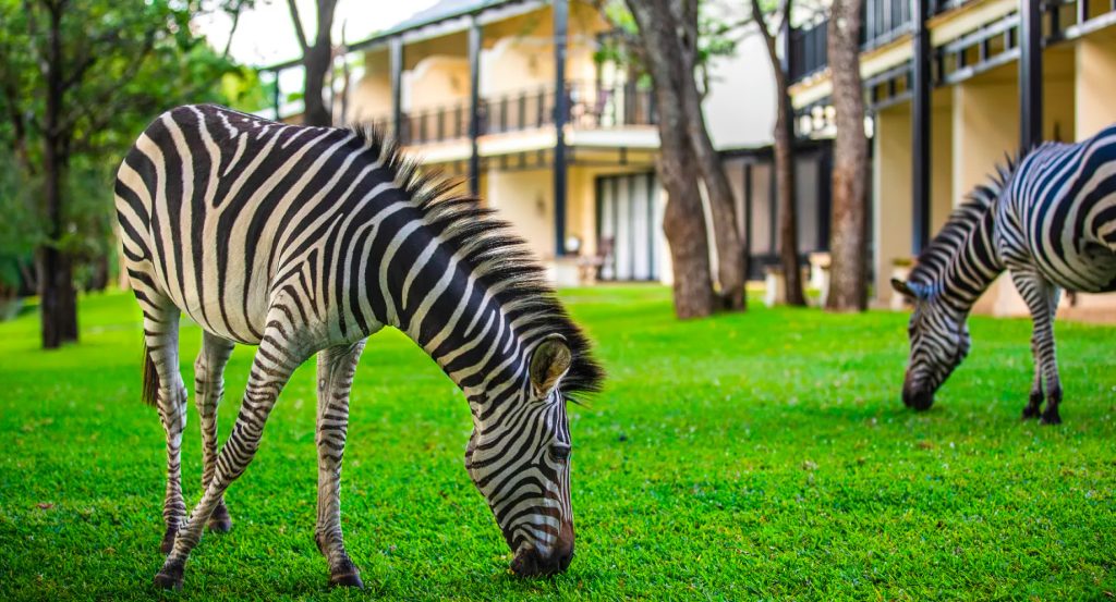 Royal Livingstone Victoria Falls Hotel by Anantara - Zambia - Resort Grounds Zebras