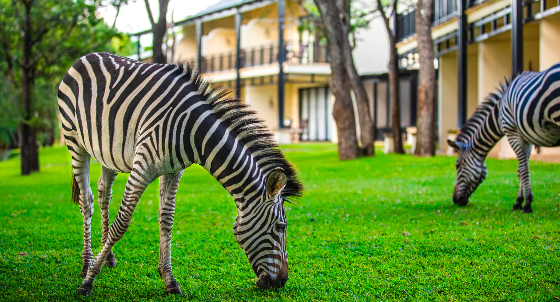 Royal Livingstone Victoria Falls Hotel by Anantara – Zambia – Resort Grounds Zebras