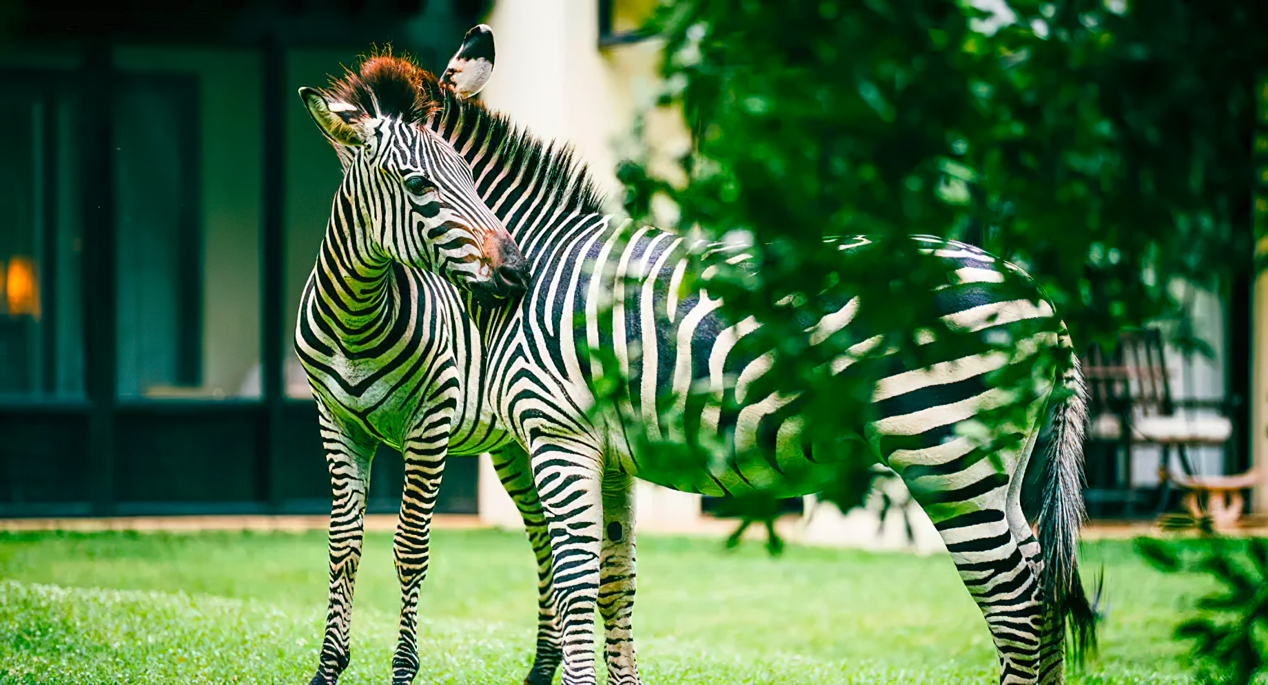 Royal Livingstone Victoria Falls Hotel by Anantara - Zambia - Resort Grounds Zebras