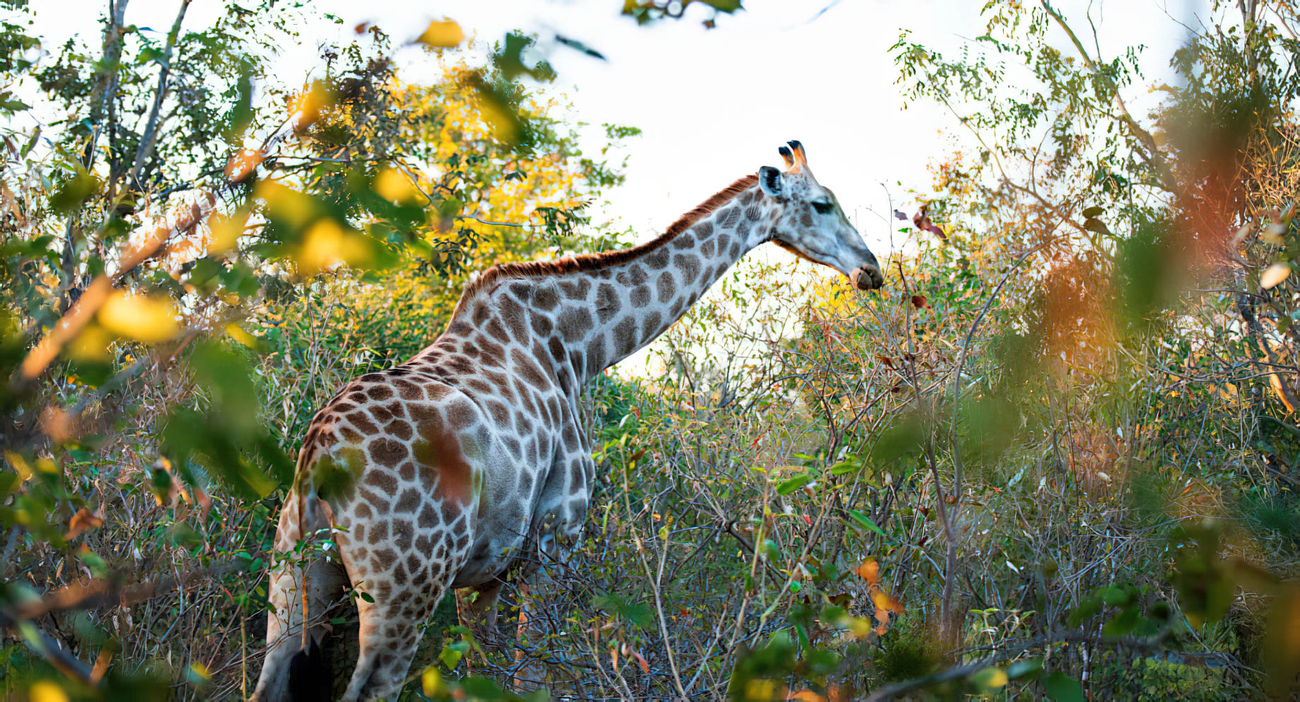 Royal Livingstone Victoria Falls Hotel by Anantara - Zambia - Giraffe