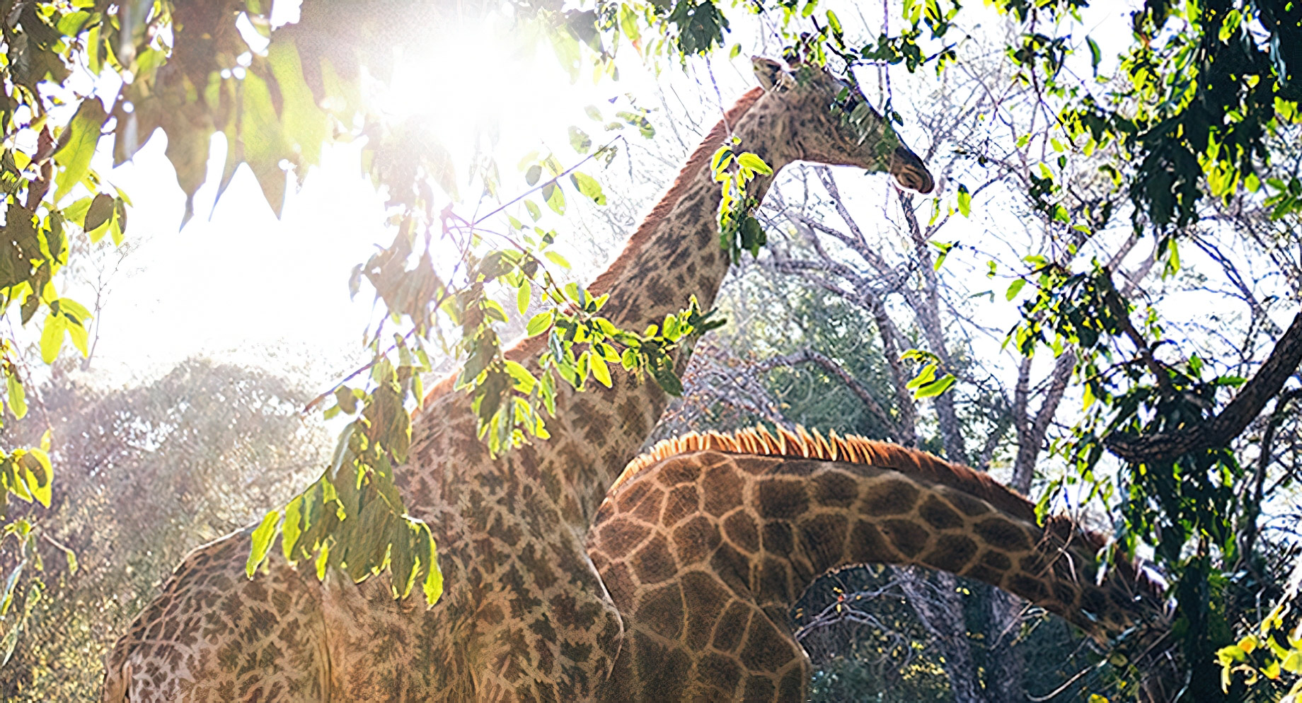 Royal Livingstone Victoria Falls Hotel by Anantara – Zambia – Giraffe