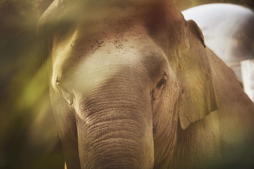 Anantara Golden Triangle Elephant Camp & Resort - Chiang Rai, Thailand - Elephant