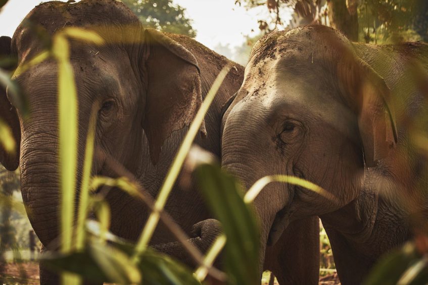 Anantara Golden Triangle Elephant Camp & Resort - Chiang Rai, Thailand - Elephants