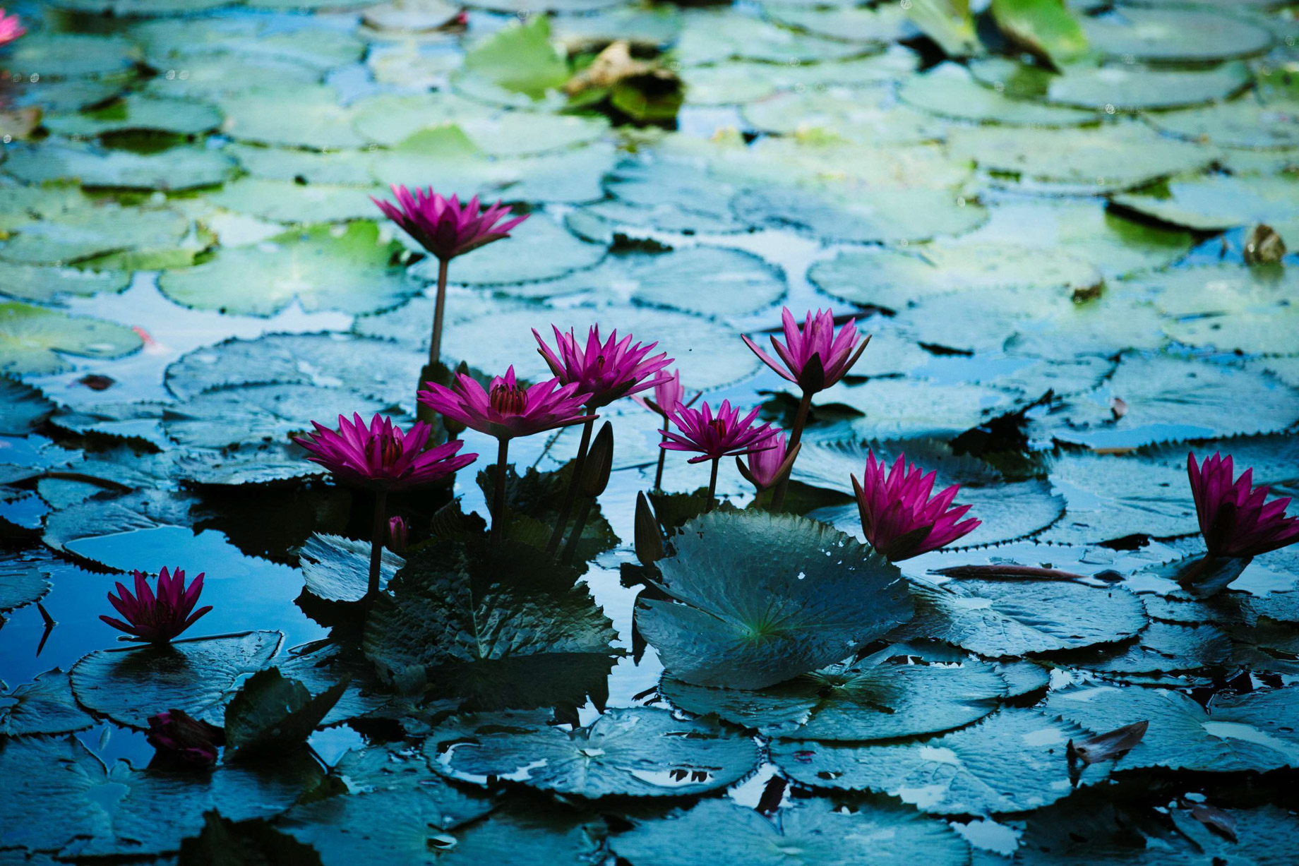Anantara Mai Khao Phuket Villas Resort - Thailand - Lagoon