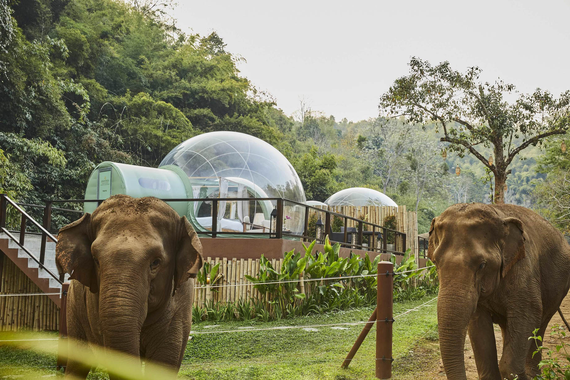 Anantara Golden Triangle Elephant Camp & Resort - Chiang Rai, Thailand - Jungle Bubble
