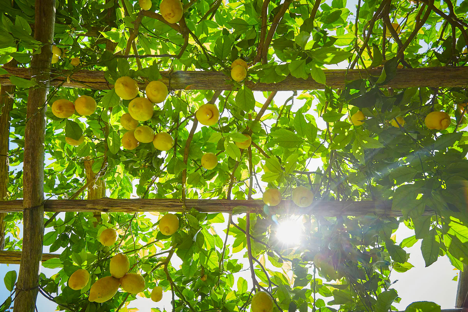Caruso, A Belmond Hotel, Amalfi Coast – Ravello, Italy – Lemon Tree